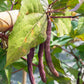100 RED RIPPER COWPEA Cow Pea Southern Pea Vigna Unguiculata Legume Bean Vegetable Seeds