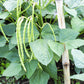 100 LADY COWPEA Cow Pea Southern Pea Vigna Unguiculata Legume White Lady Finger Bean Vegetable Seeds