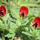 50 ASPARAGUS PEA Winged Pea Lotus Tetragonolobus Red Flower Legume Vegetable Seeds