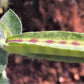 50 ASPARAGUS PEA Winged Pea Lotus Tetragonolobus Red Flower Legume Vegetable Seeds