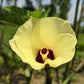 50 JING ORANGE OKRA Abelmoschus Esculentus Yellow & Red Flower Red Orange Vegetable Seeds