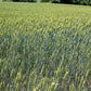 350 AROOSTOOK RYE Secale Cereale Cereal Grain Hardy Winter Cover Crop Seeds
