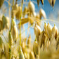 250 Certified ARMOR OAT Oats Avena Sativa Cereal Grain Seeds