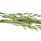 250 Certified ARMOR OAT Oats Avena Sativa Cereal Grain Seeds