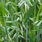 250 Certified ARMOR OAT Oats Avena Sativa Cereal Grain Seeds