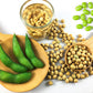 20 Organic MIDORI GIANT SOYBEAN Edamame Glycine Max Green Bean Legume Vegetable Seeds