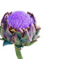 25 CARDOON Cynara Cardunculus aka Artichoke Thistle Perennial Edible Vegetable Seeds