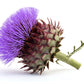25 CARDOON Cynara Cardunculus aka Artichoke Thistle Perennial Edible Vegetable Seeds