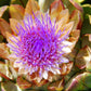 25 CARDOON Cynara Cardunculus aka Artichoke Thistle Perennial Edible Vegetable Seeds