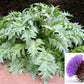 25 CARDOON Cynara Cardunculus aka Artichoke Thistle Perennial Edible Vegetable Seeds