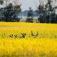 1000 ' WICHITA ' Winter CANOLA Brassica Napus Rape Oilseed Cover Crop Seeds
