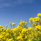 1000 ' WICHITA ' Winter CANOLA Brassica Napus Rape Oilseed Cover Crop Seeds