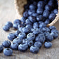 50 LOWBUSH BLUEBERRY Vaccinium Angustifolium Blue Berry Fruit Dwarf Shrub Seeds