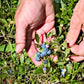 50 LOWBUSH BLUEBERRY Vaccinium Angustifolium Blue Berry Fruit Dwarf Shrub Seeds