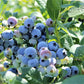 50 SOUTHERN HIGHBUSH BLUEBERRY Pre-Stratified Vaccinium Corymbosum Blue Berry Fruit Bush Shrub Seeds
