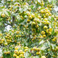 25 ANTONOVKA APPLE TREE Malus Pumila var. Antonovka Yellow Green Fruit Pink White Flower Seeds