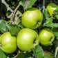 25 ANTONOVKA APPLE TREE Malus Pumila var. Antonovka Yellow Green Fruit Pink White Flower Seeds