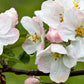 25 ANTONOVKA APPLE TREE Malus Pumila var. Antonovka Yellow Green Fruit Pink White Flower Seeds