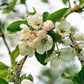 25 ANTONOVKA APPLE TREE Malus Pumila var. Antonovka Yellow Green Fruit Pink White Flower Seeds