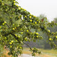 25 ANTONOVKA APPLE TREE Malus Pumila var. Antonovka Yellow Green Fruit Pink White Flower Seeds