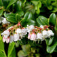 50 LINGONBERRY Mountain Cranberry Vaccinium Vitis-Idea Red Berry Edible Fruit Dwarf Evergreen Shrub Seeds