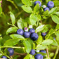 20 DWARF BILBERRY Vaccinium Caespitosum Dwarf Blueberry Whortleberry Pink Flower Blue Berry Fruit Evergreen Shrub Seeds