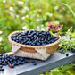 20 DWARF BILBERRY Vaccinium Caespitosum Dwarf Blueberry Whortleberry Pink Flower Blue Berry Fruit Evergreen Shrub Seeds