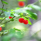 30 RED HUCKLEBERRY Vaccinium Parvifolium aka Red Blueberry & Red Bilberry Pink Flower Berry Edible Fruit Shrub Seeds
