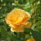5 YELLOW CLIMBING ROSE Rosa Bush Vine Climber Fragrant Butterfly Flower Seeds