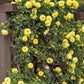 5 YELLOW CLIMBING ROSE Rosa Bush Vine Climber Fragrant Butterfly Flower Seeds