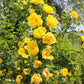 5 YELLOW CLIMBING ROSE Rosa Bush Vine Climber Fragrant Butterfly Flower Seeds