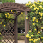 5 YELLOW CLIMBING ROSE Rosa Bush Vine Climber Fragrant Butterfly Flower Seeds