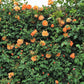 5 ORANGE CLIMBING ROSE Rosa Bush Vine Climber Fragrant Butterfly Flower Seeds