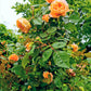 5 ORANGE CLIMBING ROSE Rosa Bush Vine Climber Fragrant Butterfly Flower Seeds