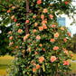 5 ORANGE CLIMBING ROSE Rosa Bush Vine Climber Fragrant Butterfly Flower Seeds