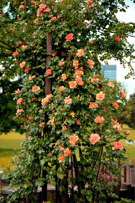 5 ORANGE CLIMBING ROSE Rosa Bush Vine Climber Fragrant Butterfly Flower Seeds