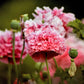 300 Organic ROSE PEONY POPPY Pink Papaver Peoniflorum Flower Seeds