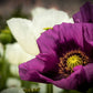 500 LAUREN'S GRAPE POPPY Purple Papaver Somniferum Flower Seeds