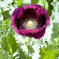500 LAUREN'S GRAPE POPPY Purple Papaver Somniferum Flower Seeds