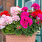 10 MIXED COLORS GERANIUM Pelargonium Zonale Pink, Purple, White, Red, & Salmon Flower Seeds