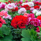 10 MIXED COLORS GERANIUM Pelargonium Zonale Pink, Purple, White, Red, & Salmon Flower Seeds