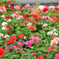 10 MIXED COLORS GERANIUM Pelargonium Zonale Pink, Purple, White, Red, & Salmon Flower Seeds