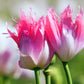 200 AFGHAN RESELECTED Blue POPPY Mixed Colors Papaver Somniferum Setigerum Pink Purple White Flower Seeds