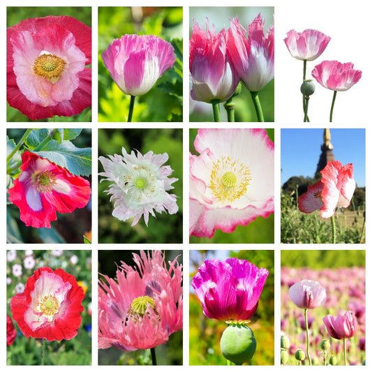 200 AFGHAN RESELECTED Blue POPPY Mixed Colors Papaver Somniferum Setigerum Pink Purple White Flower Seeds