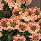 50 Dwarf APRICOT VERBENA Nana Compacta Fragrant Butterfly Flower Seeds