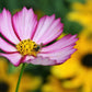 300 PICOTEE COSMOS Bipinnatus 2-Tone White Pink Magenta Fast Growing Flower Seeds