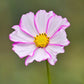 300 PICOTEE COSMOS Bipinnatus 2-Tone White Pink Magenta Fast Growing Flower Seeds