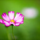 300 PICOTEE COSMOS Bipinnatus 2-Tone White Pink Magenta Fast Growing Flower Seeds