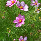 300 PICOTEE COSMOS Bipinnatus 2-Tone White Pink Magenta Fast Growing Flower Seeds