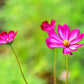 300 PICOTEE COSMOS Bipinnatus 2-Tone White Pink Magenta Fast Growing Flower Seeds